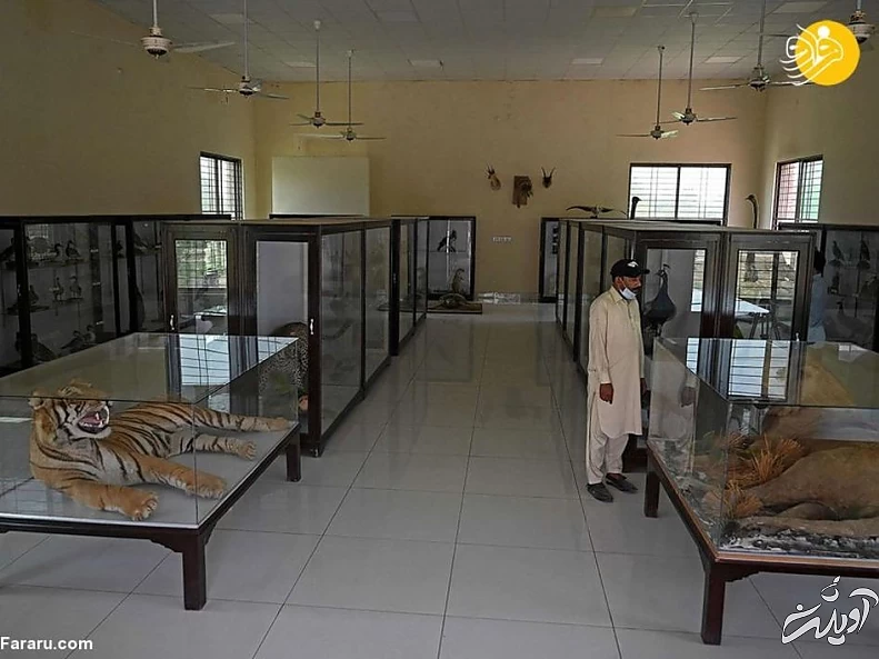 (تصاویر) تاکسیدرمی حیوانات خانگی پس از مرگ